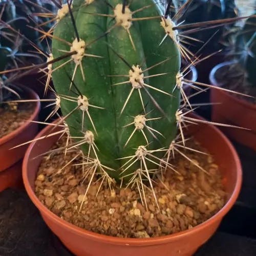 Toothpick cactus (Stetsonia coryne)-i