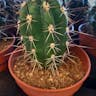 Toothpick cactus (Stetsonia coryne)-i