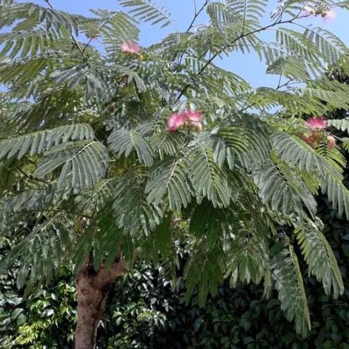 ネムノキ（合歓木） (Albizia julibrissin)-i