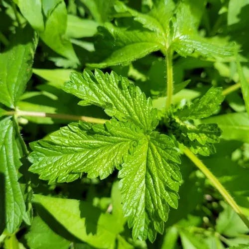 エゾノミツモトソウ（蝦夷水源草） (Potentilla norvegica)-i