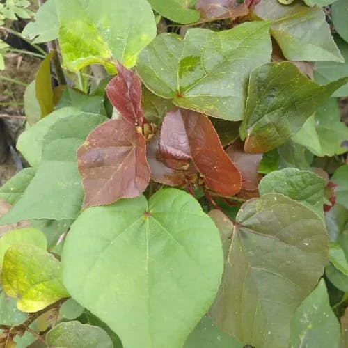 Chinese redbud (Cercis chinensis)-i