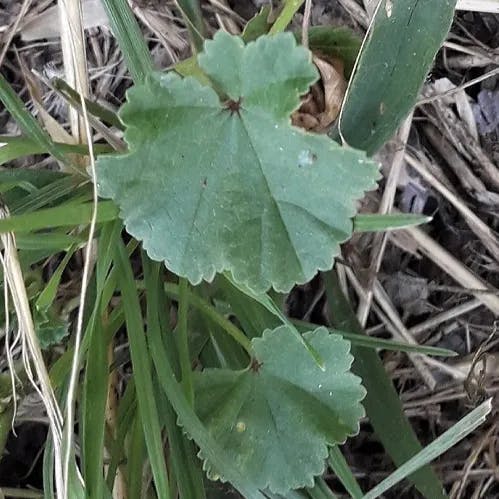 ゼニバアオイ（銭葉葵） (Malva neglecta)-i