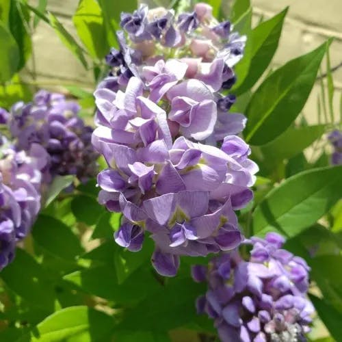 アメリカフジ（亜米利加藤） (Wisteria frutescens)-i