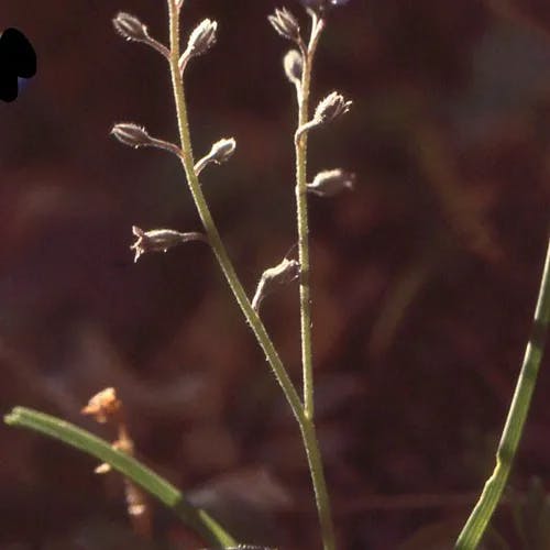 Alpine forget-me-not (Myosotis alpestris)-i