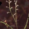 Alpine forget-me-not (Myosotis alpestris)-i