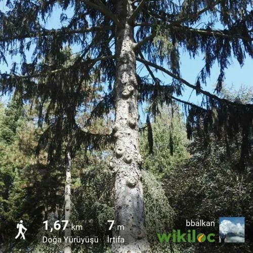 Brewer spruce (Picea breweriana)-i