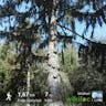 Brewer spruce (Picea breweriana)-i