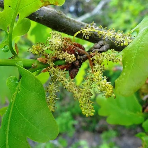 イギリスナラ（英吉利楢） (Quercus robur)-i