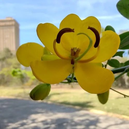 Rambling cassia (Senna bicapsularis)-i