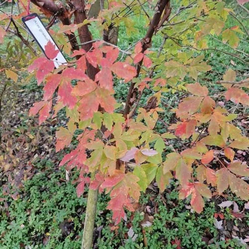 アカハダメグスリノキ（赤肌目薬木） (Acer griseum)-i