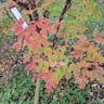 アカハダメグスリノキ（赤肌目薬木） (Acer griseum)-i