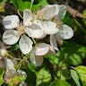 Sweet crab apple (Malus coronaria)-i