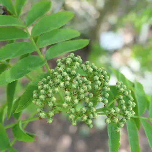 ウラジロナナカマド（裏白七竈） (Sorbus matsumurana)-i