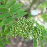 ウラジロナナカマド（裏白七竈） (Sorbus matsumurana)-i