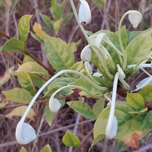 Morning-kiss (Rotheca microphylla)-i