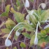 Morning-kiss (Rotheca microphylla)-i