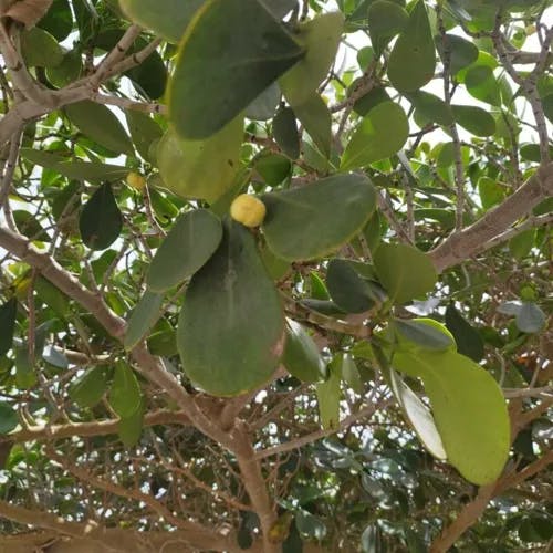 Monkey apple (Clusia flava)-i