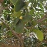 Monkey apple (Clusia flava)-i