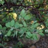 Whiteleaf manzanita (Arctostaphylos manzanita)-i