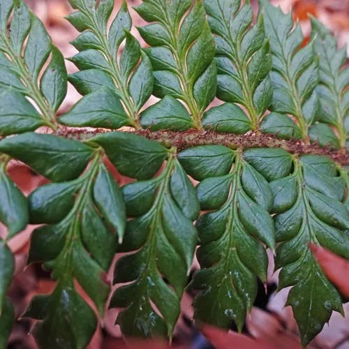 ヤシャイノデ（夜叉猪牙菜） (Polystichum neolobatum)-i