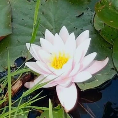 Fragrant water-lily