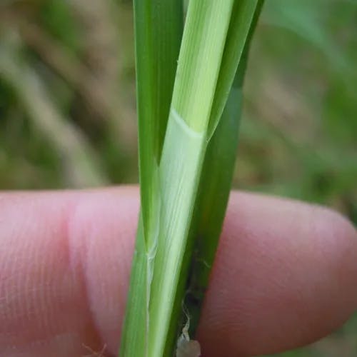 オニナルコスゲ（鬼鳴子菅） (Carex vesicaria)-i