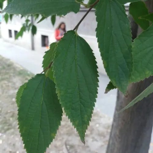 European hackberry (Celtis australis)-i