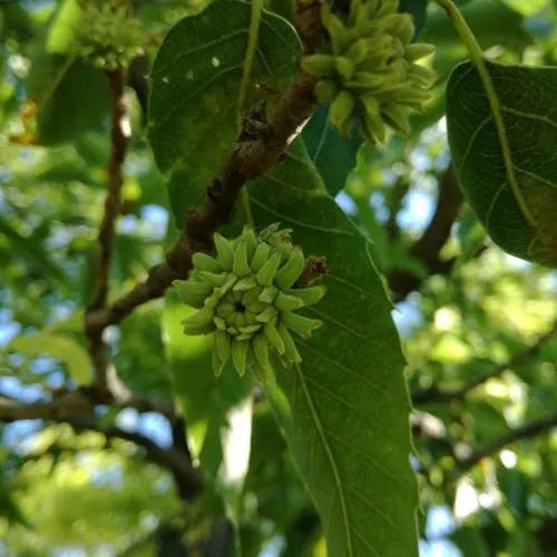 Chestnut-leaf oak (Quercus castaneifolia)-i