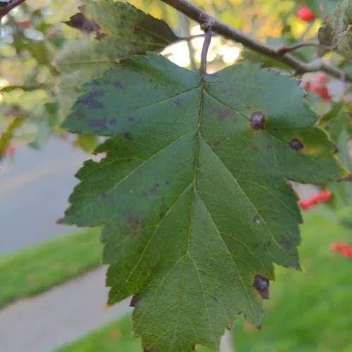 Southernthorn (Crataegus viridis)-i