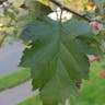 Southernthorn (Crataegus viridis)-i