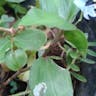 シマツユクサ（島露草） (Commelina diffusa)-i