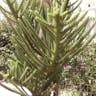 ノーフォークマツ（ノーフォーク松） (Araucaria heterophylla)-i