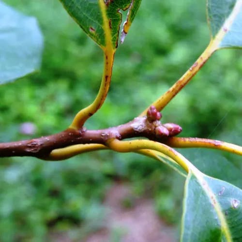 アカガシ（赤樫） (Quercus acuta)-i