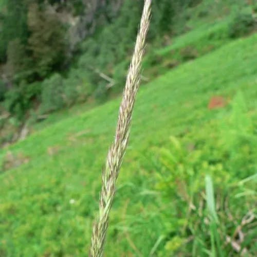 Korean feather reed grass (Calamagrostis arundinacea)-i