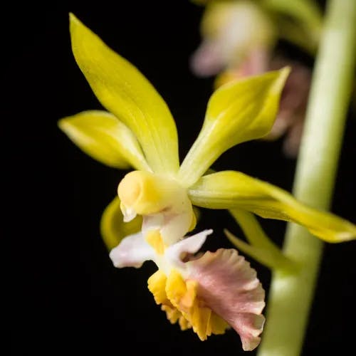 サルメンエビネ（猿面海老根） (Calanthe tricarinata)-i