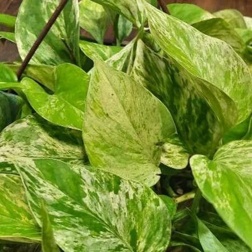 ハブカズラ（波布蔓） (Epipremnum pinnatum)-i