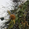 モクキリン（杢麒麟） (Pereskia aculeata)-i