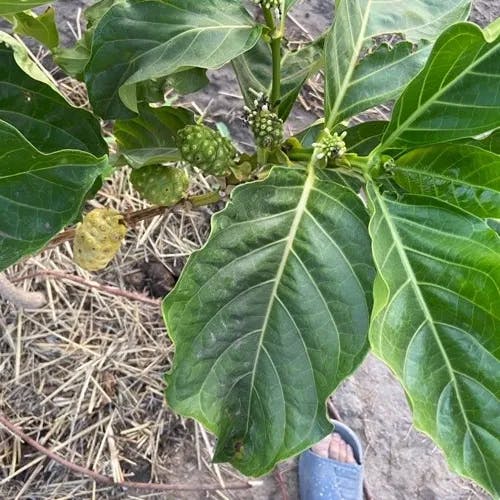 ヤエヤマアオキ（八重山青木） (Morinda citrifolia)-i