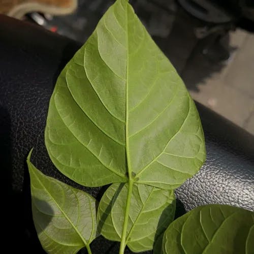 トウキササゲ（唐黄鷺鴫） (Catalpa bungei)-i