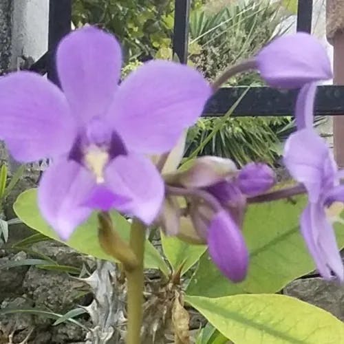 コウトウシラン（紅頭紫蘭） (Spathoglottis plicata)-i