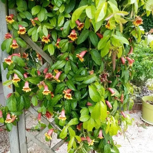 ツリガネカズラ（釣鐘蔓） (Bignonia capreolata)-i