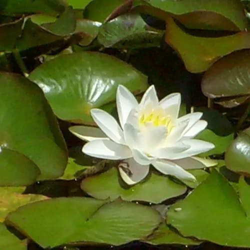 White water-lily (Nymphaea alba)-i