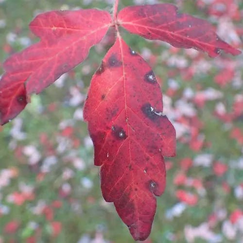 アカハダメグスリノキ（赤肌目薬木） (Acer griseum)-i