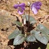 ナガバタチツボスミレ（長葉立壺菫） (Viola ovato-oblonga)-i