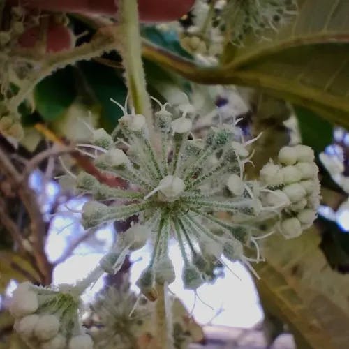 カミヤツデ（紙八手） (Tetrapanax papyrifer)-i