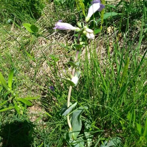 Large beardtongue (Penstemon grandiflorus)-i