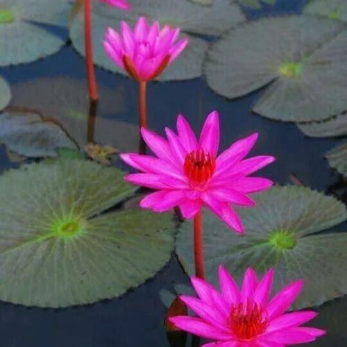 アカバナスイレン（赤花睡蓮） (Nymphaea rubra)-i