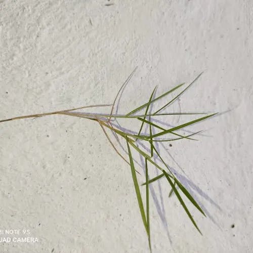 サワスズメノヒエ（沢雀の稗） (Paspalum vaginatum)-i