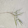 サワスズメノヒエ（沢雀の稗） (Paspalum vaginatum)-i