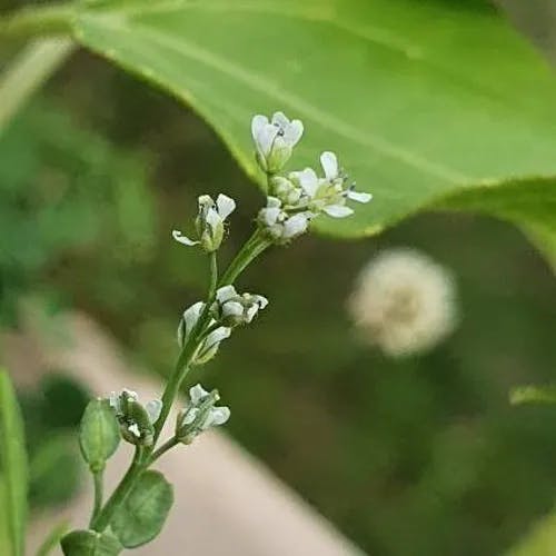 コショウソウ（胡椒草） (Lepidium sativum)-i